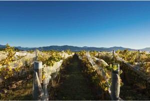 Folium Vineyard Marlborough New Zealand