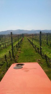 View from Tractor